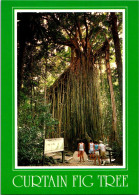 17-5-2024 (5 Z 21) Australia - QLD - Curtain Fig Tree - Bomen