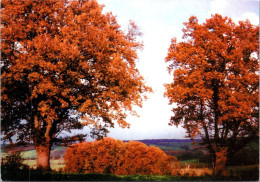 17-5-2024 (5 Z 22) France - La Puisaye En Autumne (tree) - Alberi
