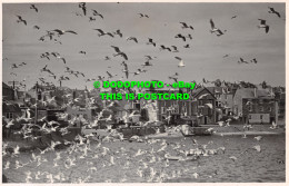 R500879 Birds Over The Sea. Daphne Pearson. Postcard - Monde