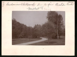 Fotografie Brück & Sohn Meissen, Ansicht Neustadt I. Sa., Partie Im Arthur-Richter-Park  - Orte