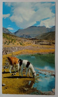 Carte Postale - Quebrada De Humahuaca, Jujuy, Argentine. - Argentinië