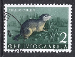 Yougoslavie - Jugoslawien - Yugoslavia 1954 Y&T N°643 - Michel N°738 (o) - 2d Spermophile - Used Stamps