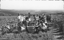 51)   AY En CHAMPAGNE  - Scène De Vendanges - Ay En Champagne