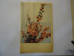 ITALY POSTCARDS  FLOWERS - Altri & Non Classificati