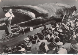 Exposition De La Baleine Géante Jonas à L'Esplanade Des Invadides En 1953  Cpsm GF - Altri & Non Classificati