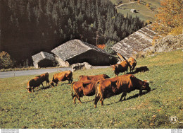 Vallée Du Beaufortin  (73) ▬ L'alpage ▬ Les Vaches Cows ▬ Cliché O. MARTIN ▬ Éd. S.I.C.A. - Autres & Non Classés