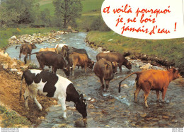HUMOUR - VACHES - « Et Voilà Pourquoi Je Ne Bois Jamais D'eau ! » Éd. CELLARD - Cows