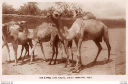 CPA Aden ± 1930 - She Camel And Young. Sheik Othman - Photographed By A. ABASSI - Jemen