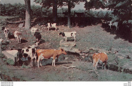 US POSTCARD COWS . A PASTORAL SCENE  - Vaches