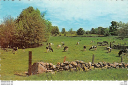 US POSTCARD # COWS OUT TO PATURE  # VACHES AU PATURAGE Photo By Walt Reyelt  - Mucche
