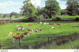 NEW ENGLAND COUNTRYSIDE # COWS # VACHES -  Photo By Shirley A. Forward  - Vaches