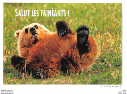 CPM HUMOUR COMIC " SALUT LES FAINÉANTS ! " # OURS # BEAR # BÄR # ORSO # OSO # PHOTO PAUL MC CORMICK - Ours