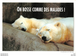 CPM HUMOUR COMIC " ON BOSSE COMME DES MALADES ! " # OURS # BEAR # BÄR # ORSO # OSO #- PHOTO ROBERT CUSHMAN HAYES - Bären