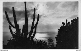 Jardin Exotique De MONACO - Effet De Lumière - CERUS Et OPUNTIA - Exotische Tuin