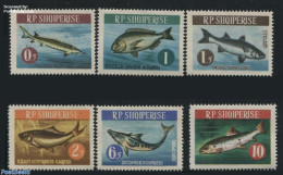 Albania 1964 Fish 6v, Mint NH, Nature - Fish - Fische