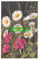 R502987 718. Bellidiastrum Michelii. Alpen Massliebchen. Large Alpine Daisy. Pri - Monde