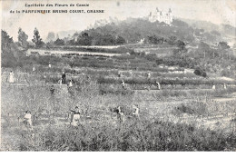 GRASSE - Cueillette Des Fleurs De Cassie De La Parfumerie BRUNO COURT - Très Bon état - Grasse