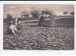 PITHIVIERS : La Récolte Du Safran, Safranière En Cueillette De La Fleur - Très Bon état - Pithiviers