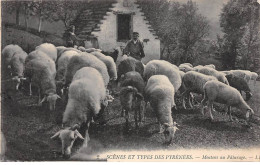 Scènes Et Types Des Pyrénées - Moutons Au Pâturage - Très Bon état - Other & Unclassified