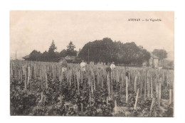 51 MARNE - AVENAY Le Vignoble - Autres & Non Classés