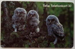 Sweden 30Mk. Chip Card - Bird 4 Tawny Owls - Strix Aluco Owls - Sweden