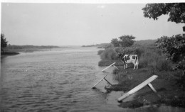Photographie Photo Vintage Snapshot Lac De MIMIZAN Vache Cow  - Lieux