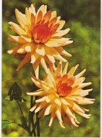 Dahlias - Fleurs