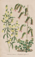 Mahernia Odorata - Origanum Sipyleum - Flower Blume Flowers Blumen / Pflanze Planzen Plant Plants / Botanical - Estampas & Grabados