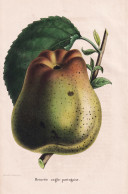 Reinette Anglo-portugaise - Pomme Apfel Apple Apples Äpfel / Obst Fruit / Pomologie Pomology / Pflanze Planze - Estampas & Grabados