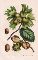 Noisette Frisee - Noisette De Cosford - Nuss Haselnuss Hazelnut Nut / Pflanze Planzen Plant Plants / Botanical - Prenten & Gravure
