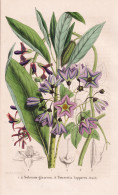 Solanum Glaucum - Tourretia Lappacea - Nachtschatten Nightshade / Panama Guatemala Bolivia / Flower Blume Flow - Stiche & Gravuren