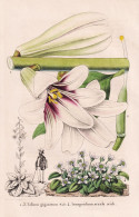 Lilium Giganteum - Ionopsidium Acaule Reich. - Lily Lilie / Flower Blume Flowers Blumen / Pflanze Planzen Plan - Estampes & Gravures