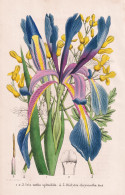 Iris Notha Splendida - Dielytra Chrysantha - Schwertlilie / Ehrendorferia Chrysantha Goldene Ohrentropfen / Ca - Prenten & Gravure