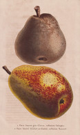 Poire Beurre Gris D'hiver, Collection Galopin - Birne Pear Birnbaum Birnen / Obst Fruit / Pomologie Pomology / - Estampes & Gravures