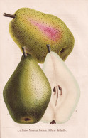 Poire Nouveau Poiteau - Poire Medaille - Birne Pear Birnbaum Birnen / Obst Fruit / Pomologie Pomology / Pflanz - Prenten & Gravure
