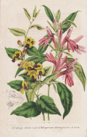 Lalage Ornata - Beloperone Oblongata - Australia Australien / Flower Blume Flowers Blumen / Pflanze Planzen Pl - Stiche & Gravuren