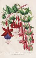 Fuchsia Simplicicaulis - Fuchsia Eclat. .. - Fuchsie Fuchsien / Flower Blume Flowers Blumen / Pflanze Planzen - Estampas & Grabados