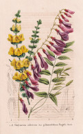 Hedysarum Sibiricum - Gastrolobium Hugelii - China / Flower Blume Flowers Blumen / Pflanze Planzen Plant Plant - Estampes & Gravures