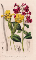 Remaclea Funebris - Escalonia Macrantha - Andenstrauch / Flower Blume Flowers Blumen / Pflanze Planzen Plant P - Stiche & Gravuren