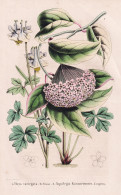 Hoya Variegata - Aquilegia Kanaoriensis -  Porzellanblume / Himalaya China Japan Indien India / Flower Blume F - Prenten & Gravure