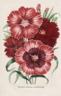 Dianthus Chinensis Var. Heddewegii - China / Landnelke Nelke Carnation Clove Pink / Flower Blume Flowers Blume - Prenten & Gravure