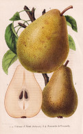 Colmar D'Alost - Simonette De Peruwelz - Poire Birne Pear Birnbaum Birnen / Obst Fruit / Pomologie Pomology / - Estampes & Gravures