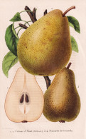 Colmar D'Alost - Simonette De Peruwelz - Poire Birne Pear Birnbaum Birnen / Obst Fruit / Pomologie Pomology / - Stiche & Gravuren