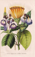 Chirita Vulgaris - Stiffia Chrysantha - Brazil Brasil Brasilien / Flower Blume Flowers Blumen / Pflanze Planze - Estampas & Grabados