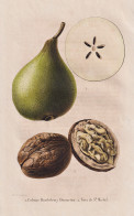 Colmar Barthelemy Dumortier - Noix De St. Michael - Birne Pear Birnbaum Birnen / Obst Fruit / Pomologie Pomolo - Prenten & Gravure