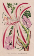 Crinum Knyffii - Ipomaea Palmata - Guinea / Lilie Lily / Mexico Mexiko / Flower Blume Flowers Blumen / Pflanze - Estampes & Gravures