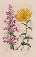 Cedronella Cana - Grindelia Grandiflora - New Mexico America Amerika / Texas / Flower Blume Flowers Blumen / P - Prenten & Gravure