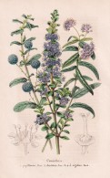Ceanothus Papillosus - Dentatus - Rigidus - California Kalifornien / Flower Blume Flowers Blumen / Pflanze Pla - Prints & Engravings