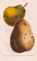 Beurre Fenzl, Collection De Mr. Henrard - Poire Melon De Tournai - Birne Pear Birnbaum Birnen / Obst Fruit / P - Stiche & Gravuren