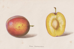 Prunes Rademaekers - Prunus Pflaume Zwetschge Plum Pflaumen Plums / Obst Fruit / Pomologie Pomology / Pflanze - Prenten & Gravure